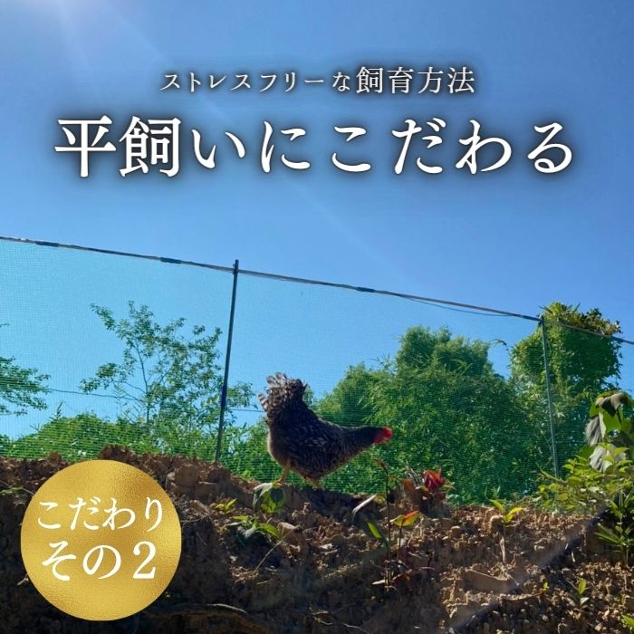 数量 限定 6個 セット 幻の卵「 紀の夢たまご 極み 」