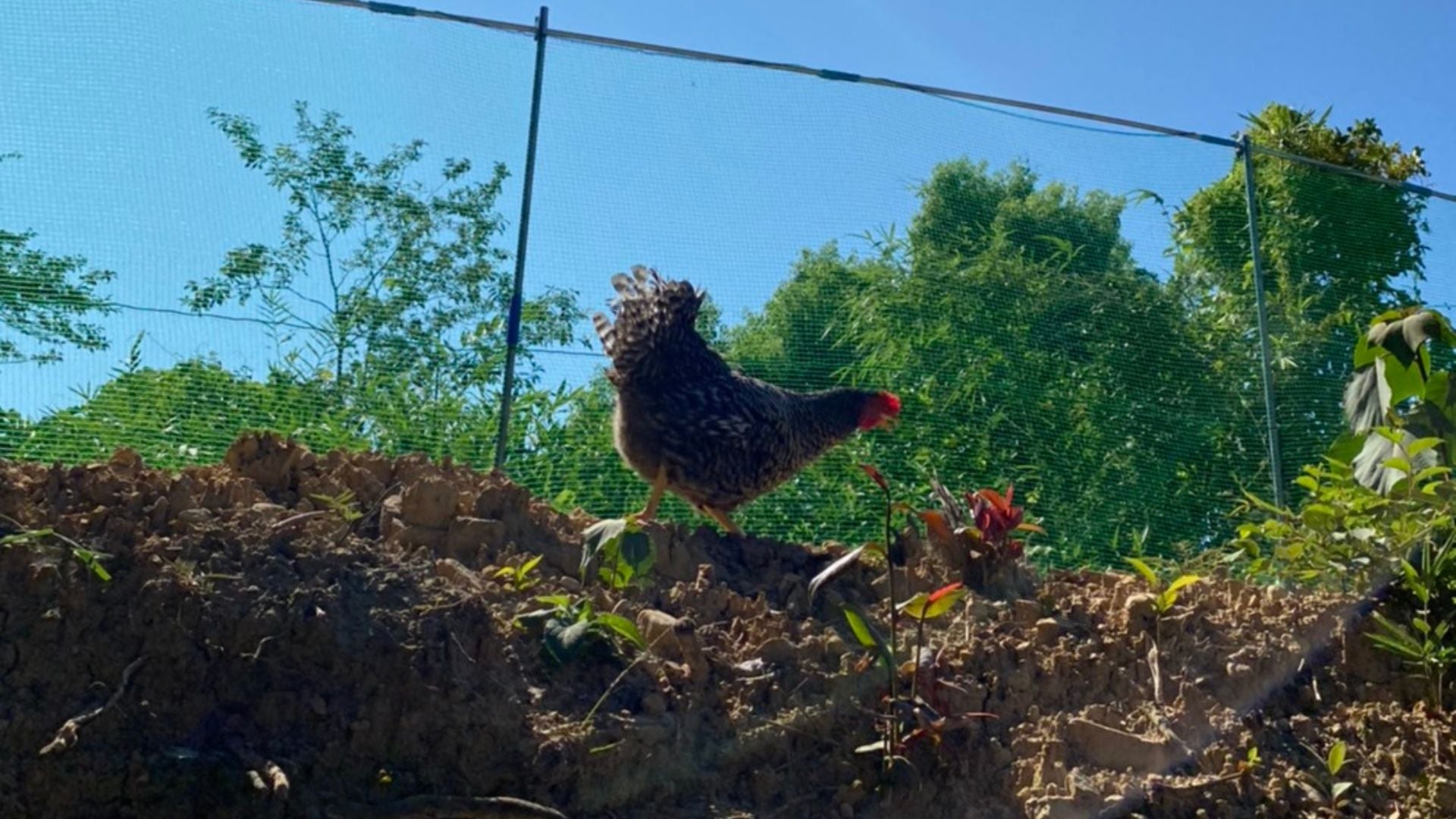 平飼いの岡崎こうはん