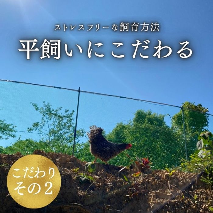 紀の夢たまご　通常サイズ【10個】